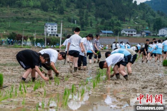 圖為5月21日，綏陽縣旺草中學(xué)學(xué)生在旺草萬畝大壩體驗插秧。唐哲 攝