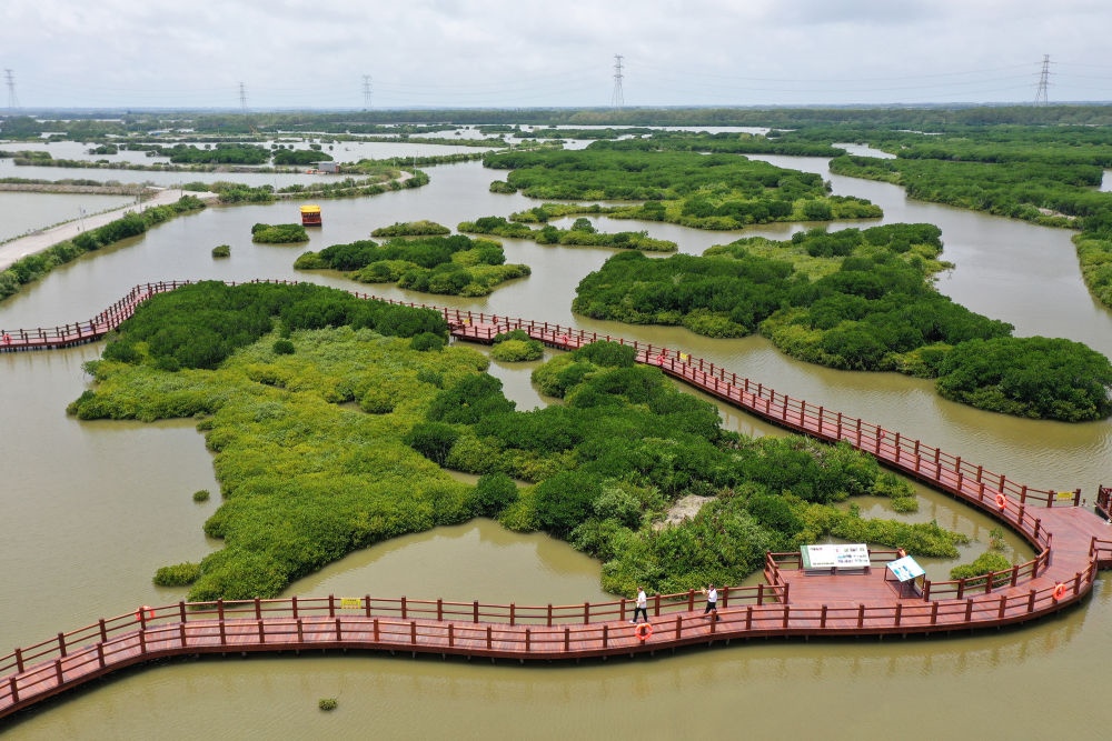 在廣東省湛江市金牛島拍攝的紅樹林（2023年5月25日攝，無人機照片）。