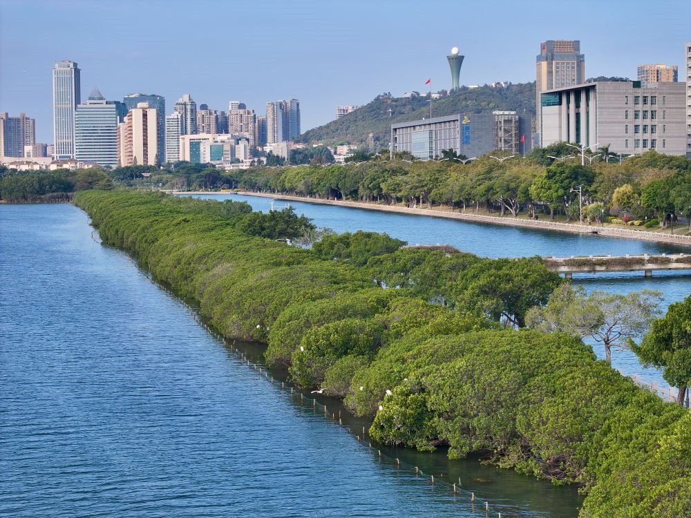 福建廈門筼筜湖紅樹林種植帶（2024年1月24日攝，無人機照片）。