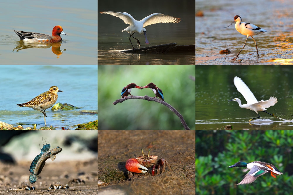  在深圳福田紅樹林濕地棲息或越冬的動物（廣東內(nèi)伶仃福田國家級自然保護(hù)區(qū)管理局供圖）。