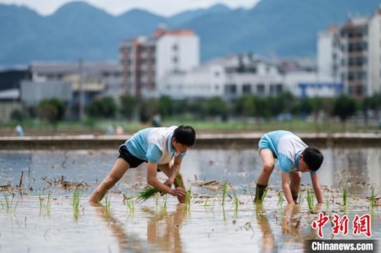 圖為5月21日，兩名學(xué)生在綏陽縣旺草萬畝大壩體驗插秧。唐哲 攝