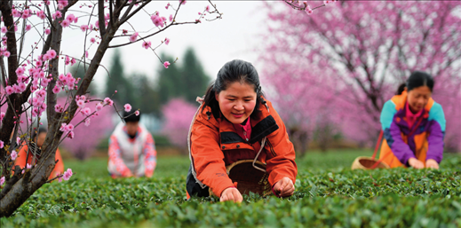 茶農(nóng)和體驗(yàn)采茶的游客在貴州省鳳岡縣永安鎮(zhèn)田壩社區(qū)生態(tài)茶園基地采摘春茶（2024 年 3 月 16 日攝）楊楹攝 / 本刊