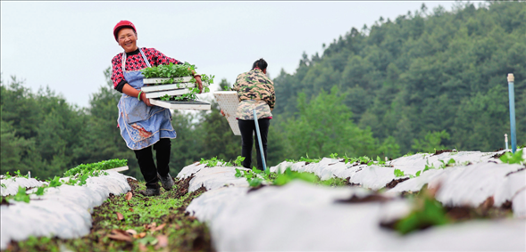 貴州省畢節(jié)市赫章縣平山鎮(zhèn)中山社區(qū)農(nóng)戶在田里搬運(yùn)辣椒苗（2024 年 4 月 20 日攝）韓賢普攝 / 本刊