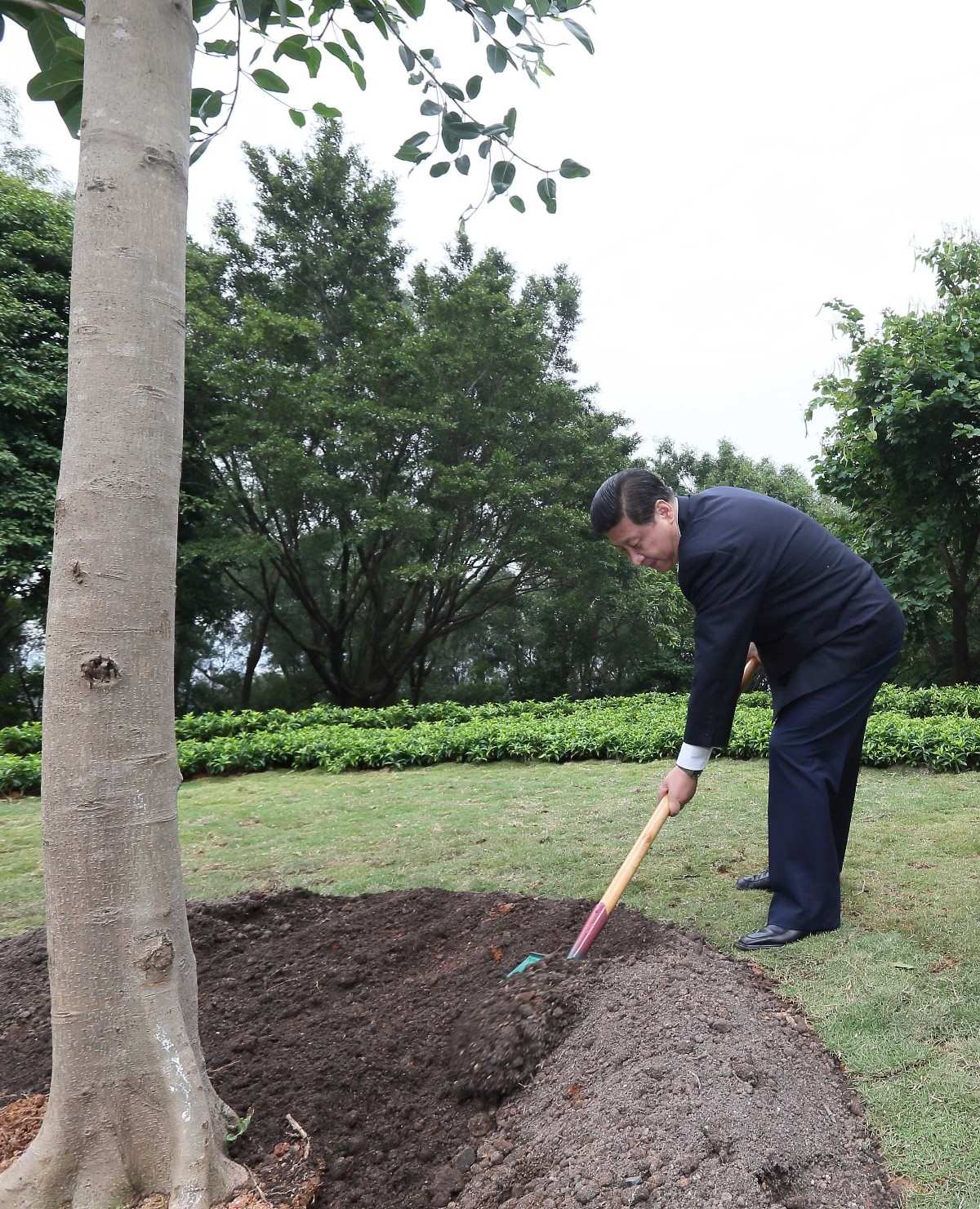 2012年12月8日，習(xí)近平在深圳蓮花山公園種下一棵高山榕樹。