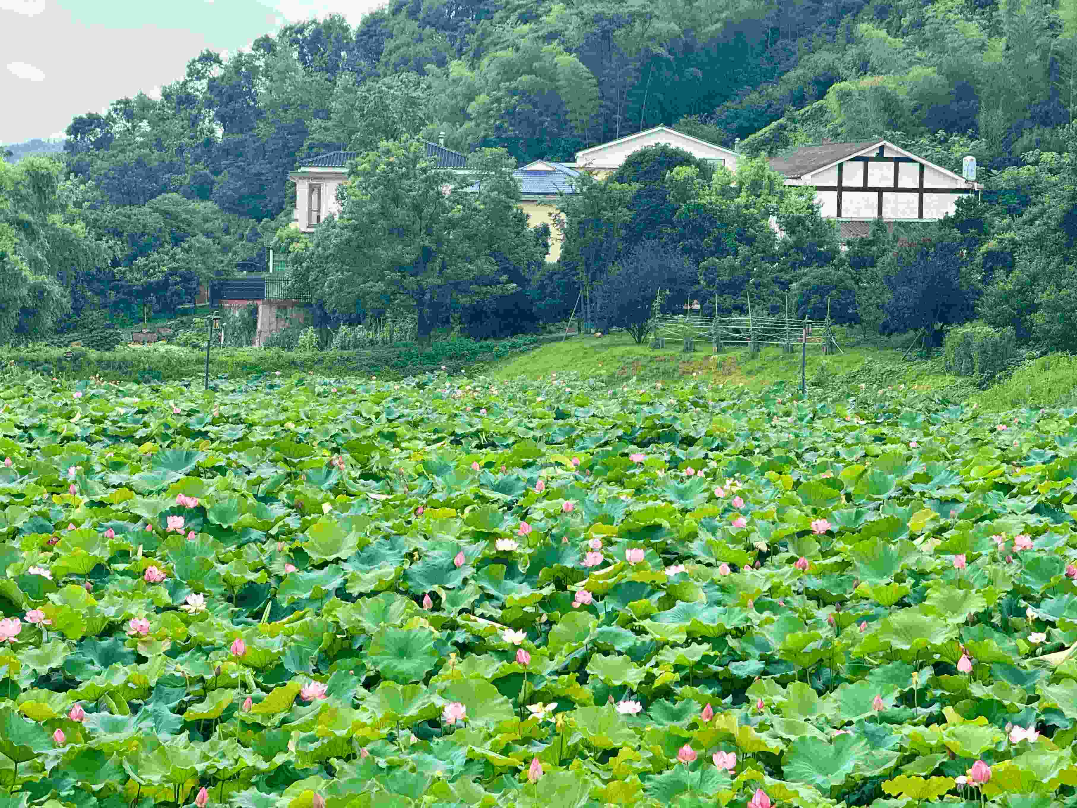 在湖南省益陽市清溪村，滿池荷花競相綻放。人民網記者 劉微攝