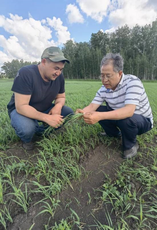 6月21日，西北農(nóng)林科技大學(xué)張正茂教授（右）在哈薩克斯坦北哈州農(nóng)業(yè)科技示范園與當?shù)貙＜艺{(diào)查小麥苗情。新華社發(fā)（受訪者供圖）