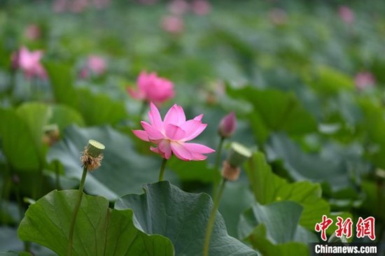 呼和浩特：荷花盛開引游人