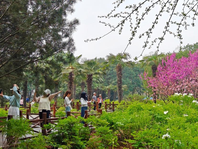 在河南省洛陽市中國國花園，游客漫步花海、自拍留念。人民網(wǎng) 王雅蝶攝