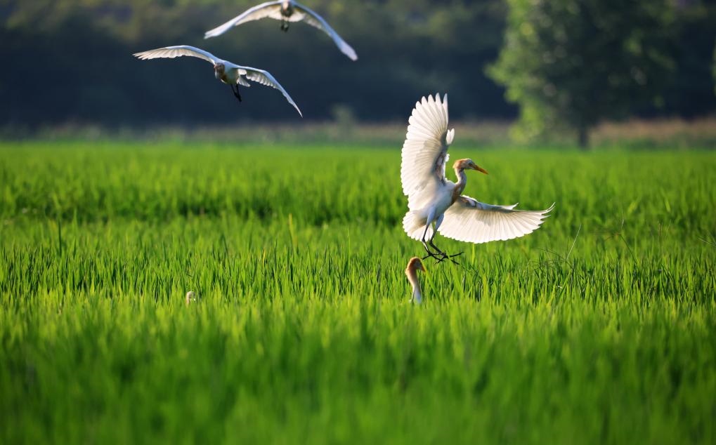 2023年8月7日，鷺鳥在山東省臨沂市郯城縣郯城街道水稻田間飛舞。新華社發(fā)（張春雷 攝）