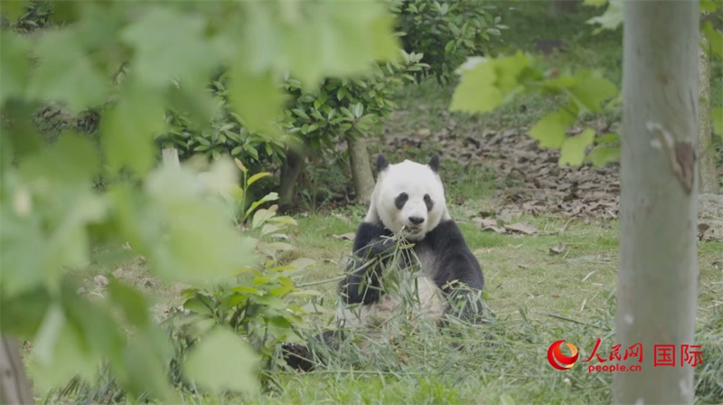 成都大熊貓繁育研究基地的熊貓。人民網(wǎng)記者 張榮攝