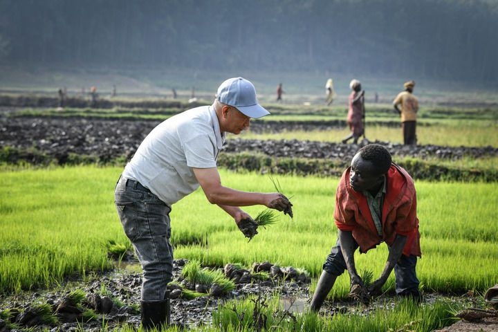 2024年8月14日，在盧旺達(dá)南方省胡耶區(qū)的中國援盧旺達(dá)農(nóng)業(yè)技術(shù)示范中心，水稻專家鄭瑞金（左）在稻田里指導(dǎo)當(dāng)?shù)氐巨r(nóng)進(jìn)行秧苗移栽。新華社記者 韓旭 攝