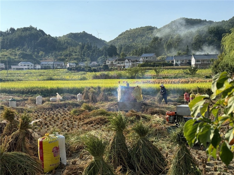 “豐收”是秋天的關(guān)鍵詞，田間煙火氣，最撫凡人心。打谷機、蛇皮袋、抱稻禾、捆秸稈……這是鄉(xiāng)土中國廣大農(nóng)村收割稻谷的經(jīng)典場景，也是不少干過農(nóng)活的人的獨家記憶。告別了打谷機，擁抱機械化，改變的是生產(chǎn)工具，不變的是三農(nóng)情懷。農(nóng)為邦本，本固邦寧，每一個親吻土地、珍惜糧食的日子都值得被尊敬，被緬懷，被憧憬?？疾靾F中的謝里克·科爾茹姆巴耶夫是《哈薩克斯坦實業(yè)報》的總編輯，也是一位“生活觀察家”，田間里揮汗收割的村民引起了他的興趣，他感嘆道：人們勞作的過程總是令人賞心悅目。這就是中外共鳴的“鄉(xiāng)愁”吧。 （烏茲別克斯坦《人民言論報》副總編輯魯斯蘭·肯扎耶夫攝）