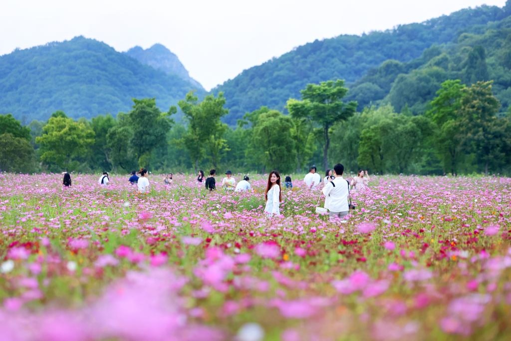 6月8日，游人在浙江省杭州市西湖區(qū)雙浦鎮(zhèn)銅鑒湖畔的花海中游覽。新華社發(fā)（周方玲 攝）