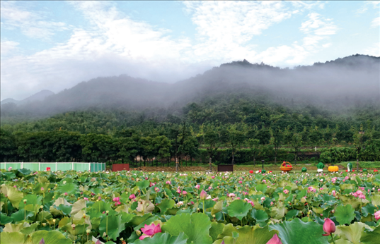 余村荷花池景色秀美。