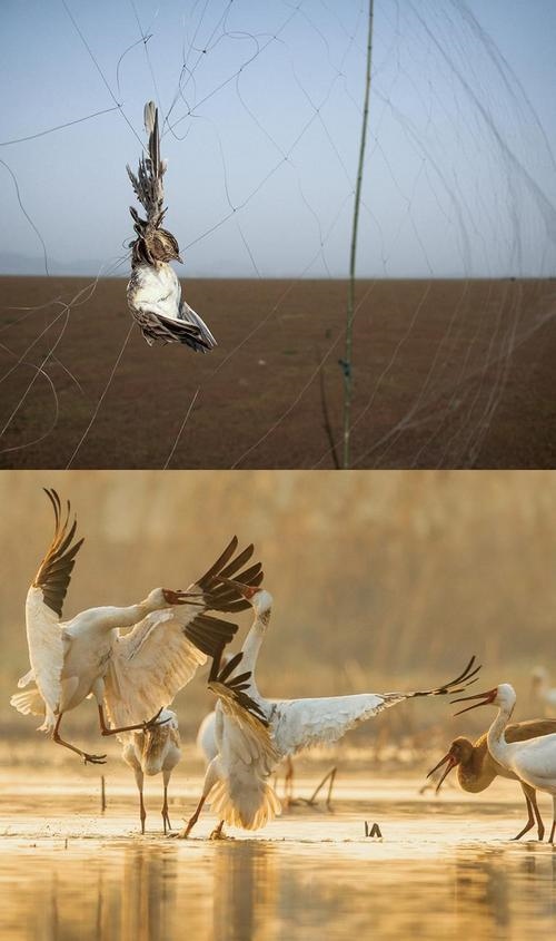 拼版圖片：圖為2011年和2023年鄱陽(yáng)湖區(qū)的變化，曾經(jīng)湖區(qū)內(nèi)分布有捕鳥(niǎo)網(wǎng)，如今人與自然和諧共生的理念深入人心。攝影：傅建斌 周海燕 制作：賈稀荃