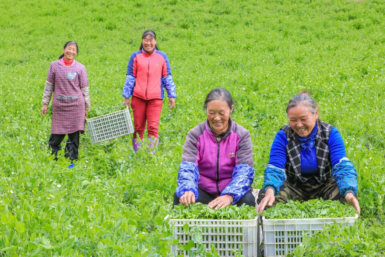 在四川省阿壩藏族羌族自治州馬爾康市馬爾康鎮(zhèn)納足村，當(dāng)季蔬菜喜獲豐收，群眾正在忙著采收、裝箱供應(yīng)市場。來源：人民圖片