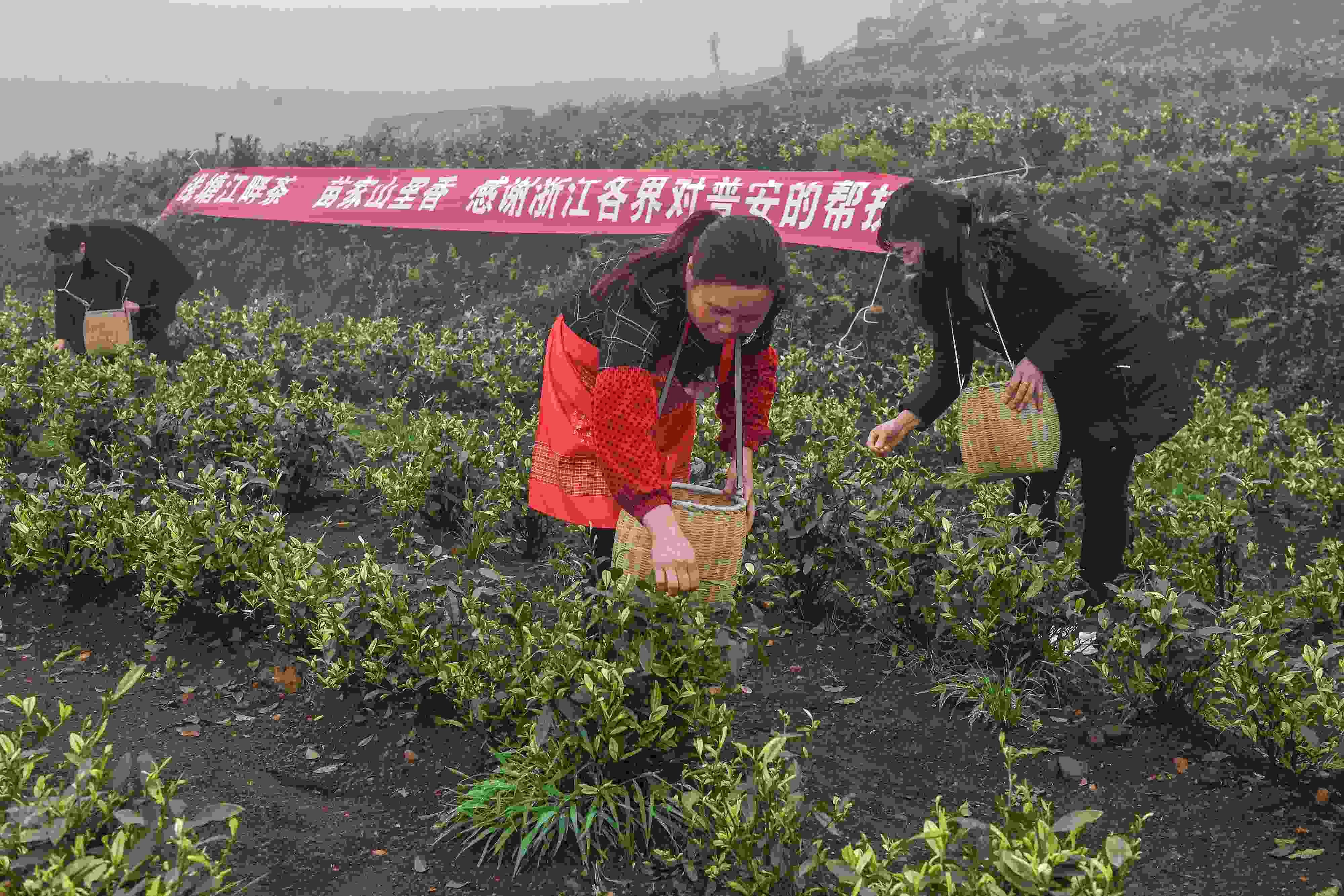 2021年4月14日，工人在貴州省黔西南州普安縣地瓜鎮(zhèn)屯上村“白葉一號(hào)”感恩茶園采茶。這片茶園由浙江省安吉縣捐贈(zèng)。