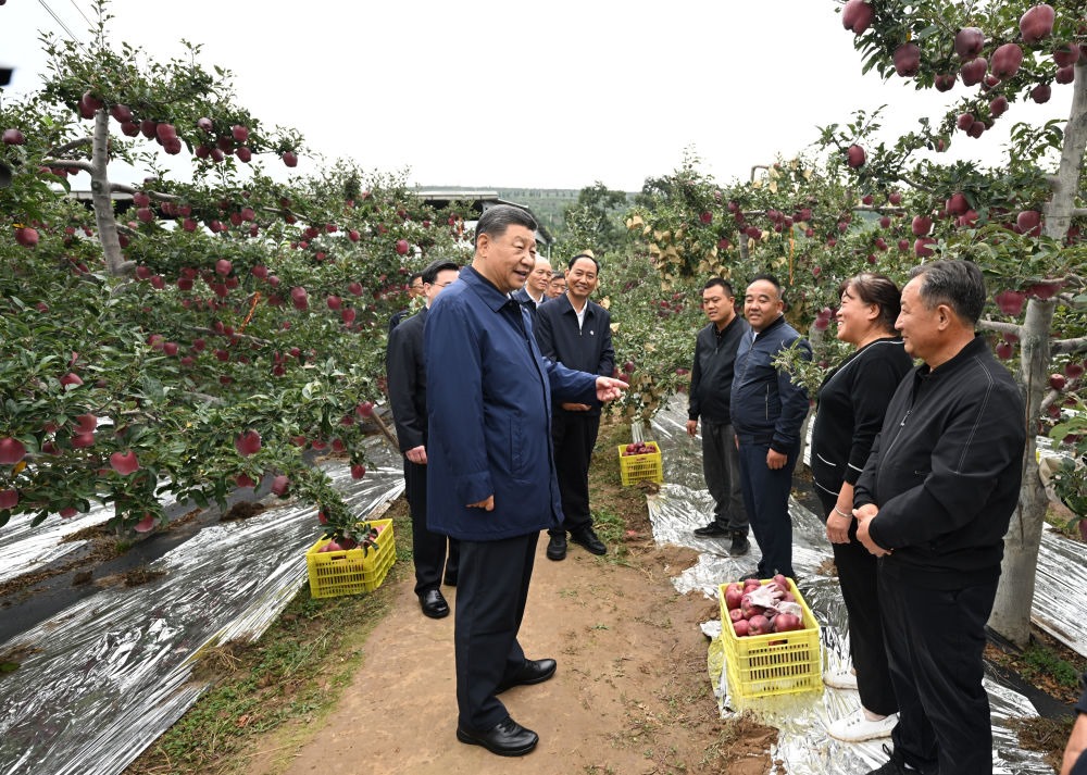 2024年9月11日，習(xí)近平在甘肅省天水市麥積區(qū)南山花牛蘋果基地考察時(shí)，走進(jìn)果林了解相關(guān)種植、技術(shù)和管理情況。習(xí)近平指出：“經(jīng)過70多年培育發(fā)展，花牛蘋果品牌更響亮了。要加強(qiáng)品種保護(hù)和培育，優(yōu)化種植方式，創(chuàng)新營銷模式，把這個(gè)特色產(chǎn)業(yè)做得更大，帶動(dòng)更多群眾增收致富?！? width=