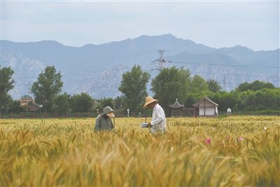 圖為中國農(nóng)業(yè)大學(xué)師生在該校上莊實(shí)驗(yàn)站開展小麥育種工作。馬文哲攝