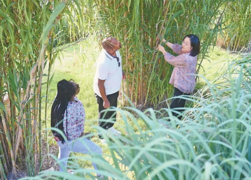 福建農(nóng)林大學(xué)國際菌草工程技術(shù)研究中心工作人員（右）在向盧旺達(dá)留學(xué)生介紹菌草品種“綠洲1號”蘆竹的生長情況。新華社記者 林善傳 攝