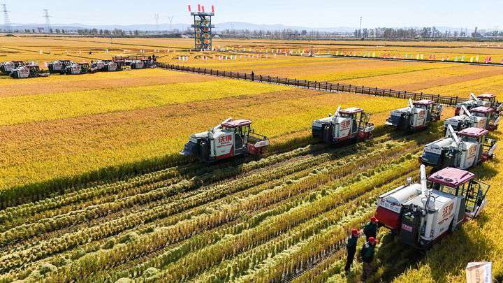 2024年9月22日，在黑龍江省重要糧食產(chǎn)區(qū)哈爾濱市方正縣的稻田中，農(nóng)機(jī)開啟“黑龍江秋收第一鐮”作業(yè)（無人機(jī)照片）。新華社記者 王松 攝